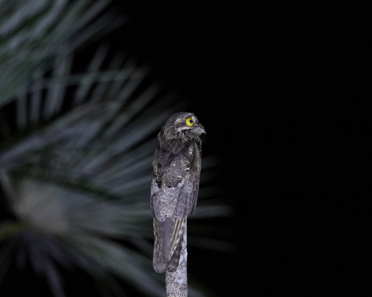 Common Potoo - ML643657319