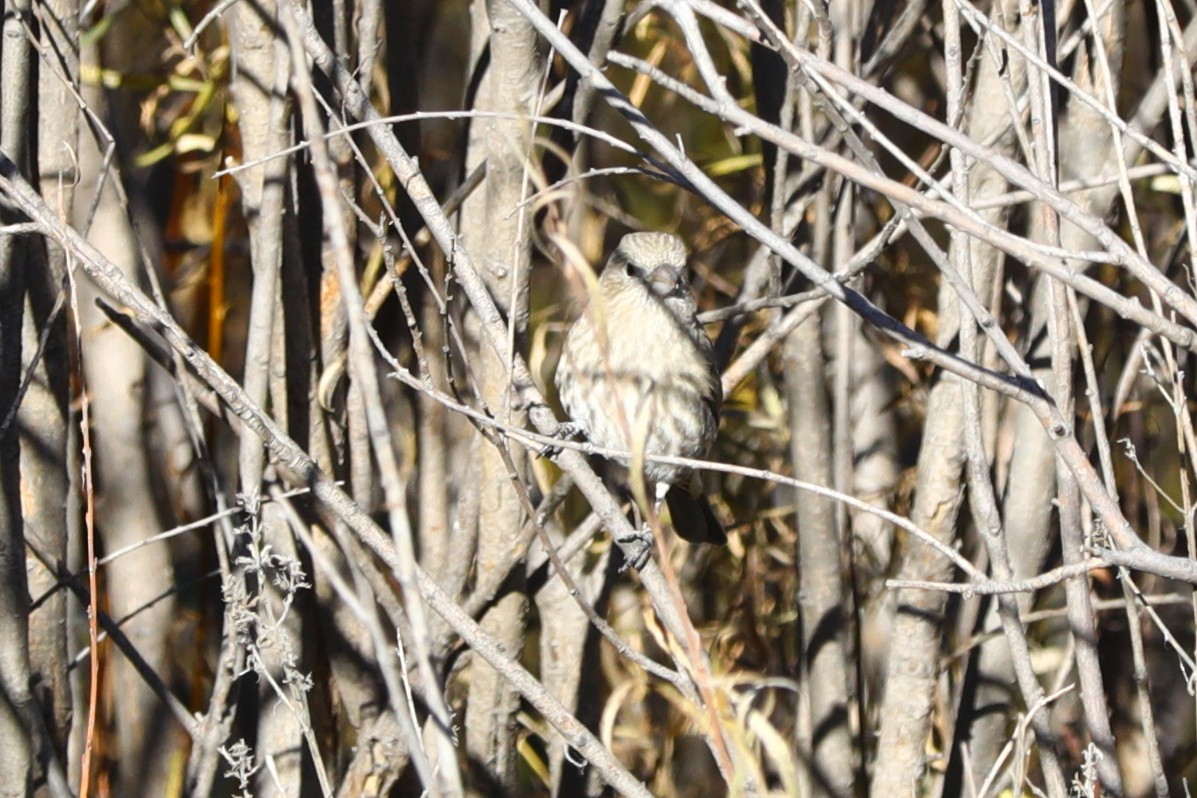 House Finch - ML643657320
