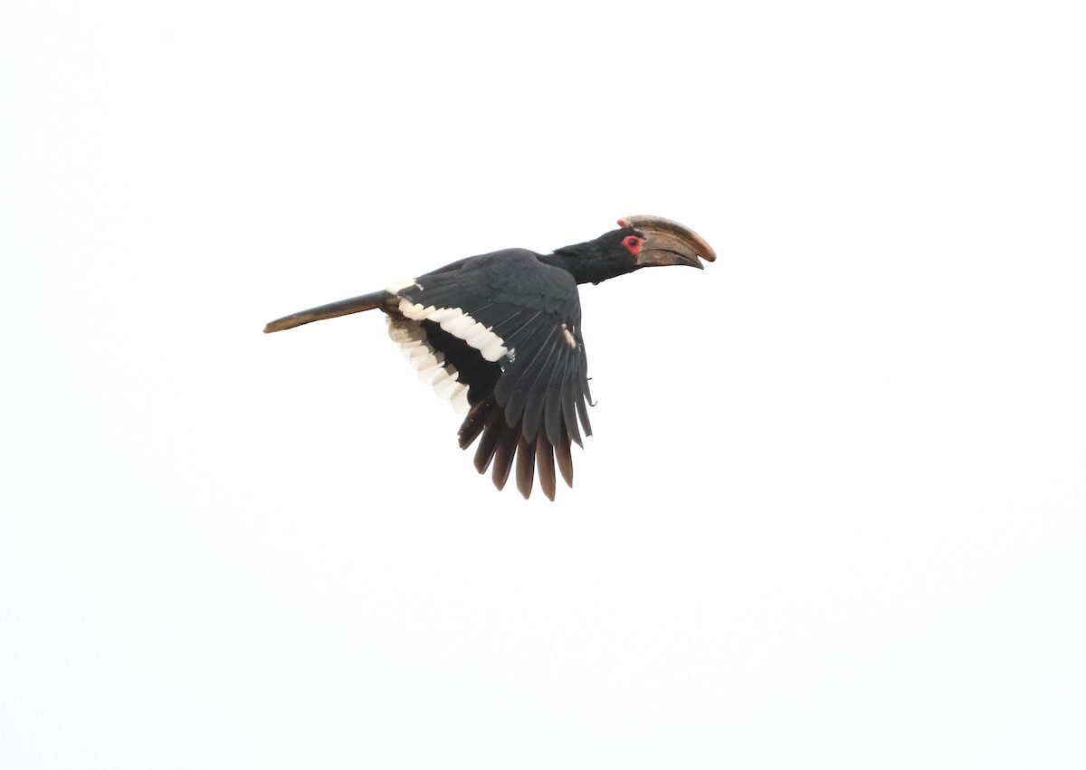 Trumpeter Hornbill - ML643657328