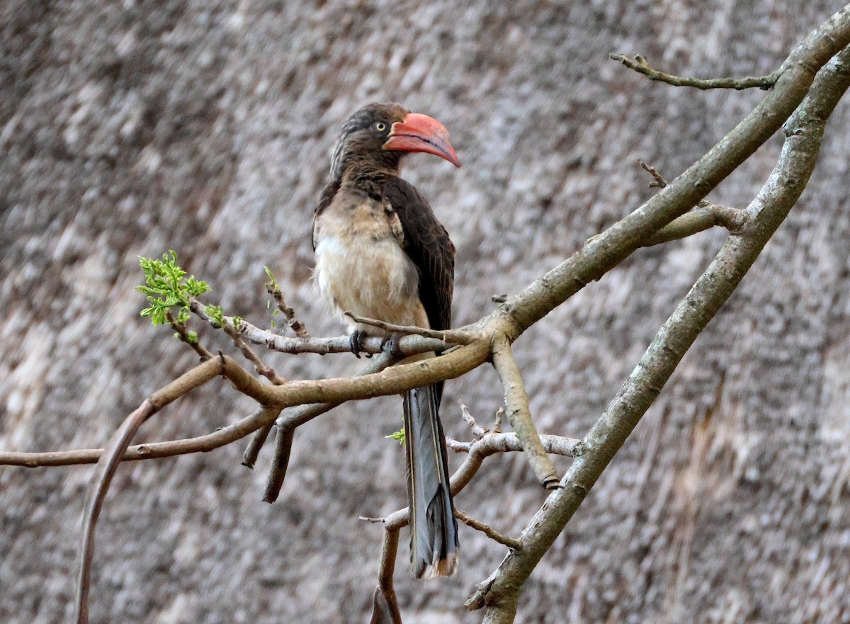Crowned Hornbill - ML643657331