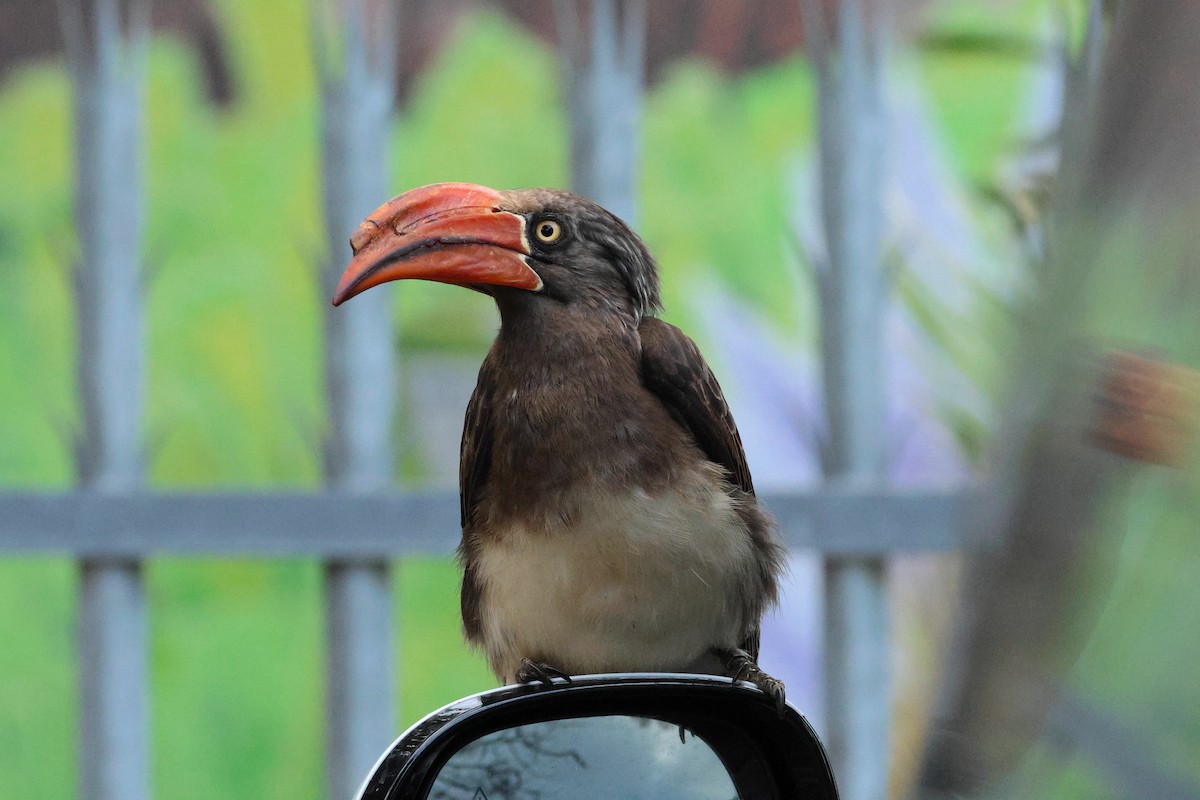 Crowned Hornbill - ML643657332