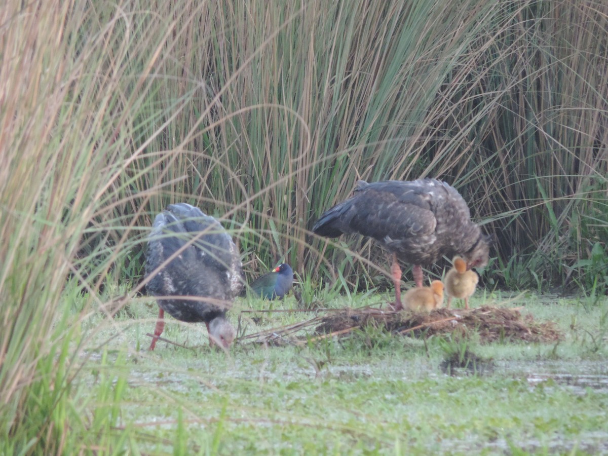 Purple Gallinule - ML643657339