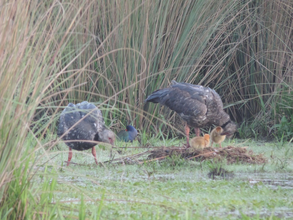 Purple Gallinule - ML643657340
