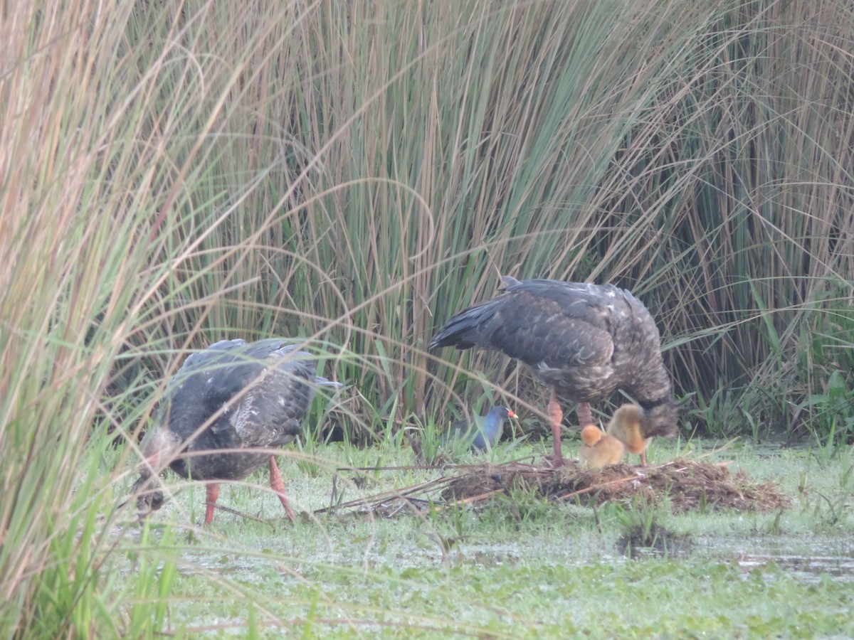 Purple Gallinule - ML643657341
