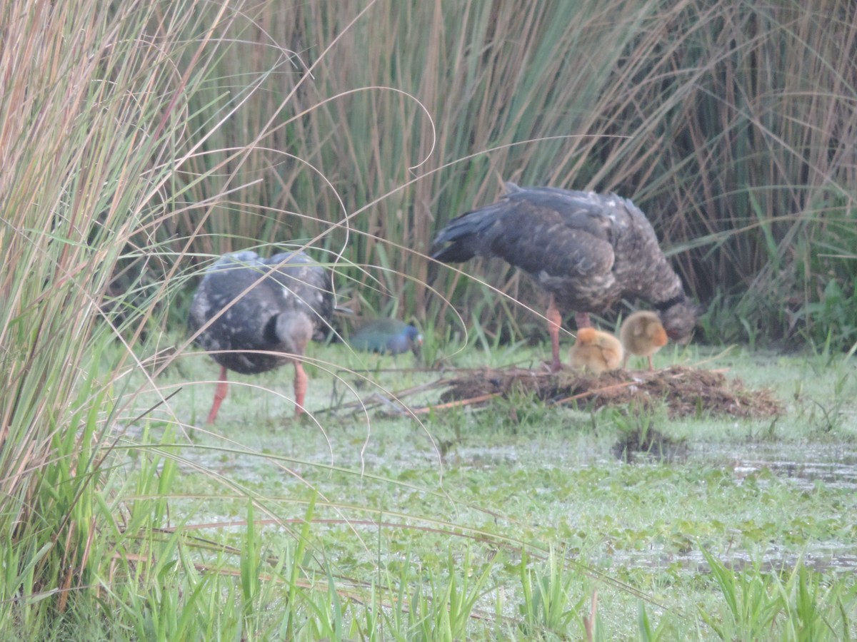 Purple Gallinule - ML643657342