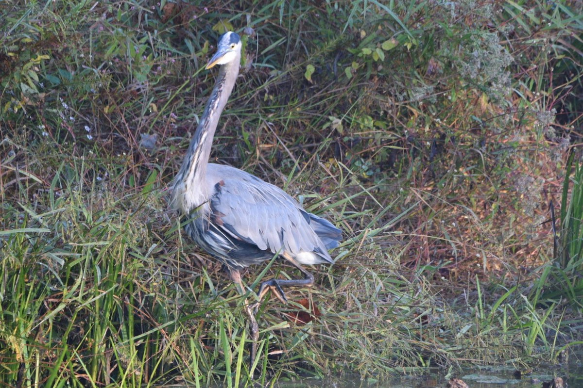 Great Blue Heron - ML643657352