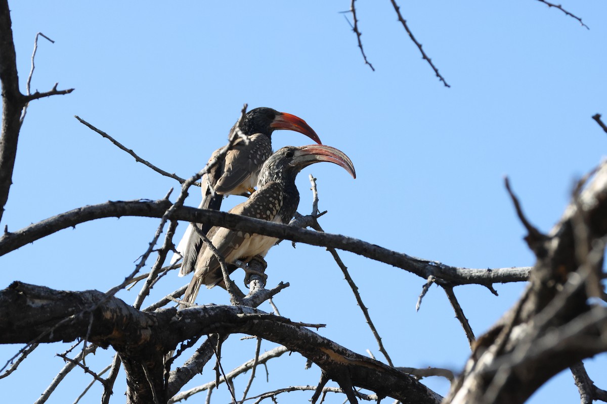 Monteiro's Hornbill - ML643657363