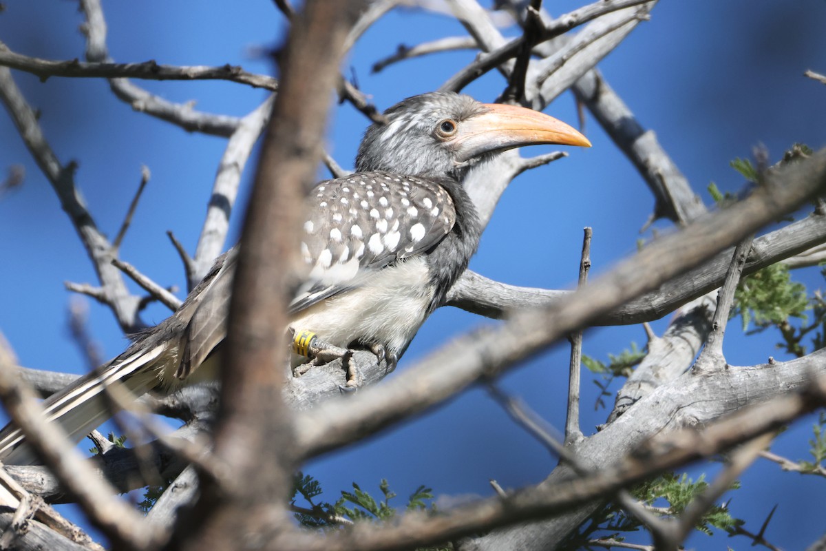 Monteiro's Hornbill - ML643657364