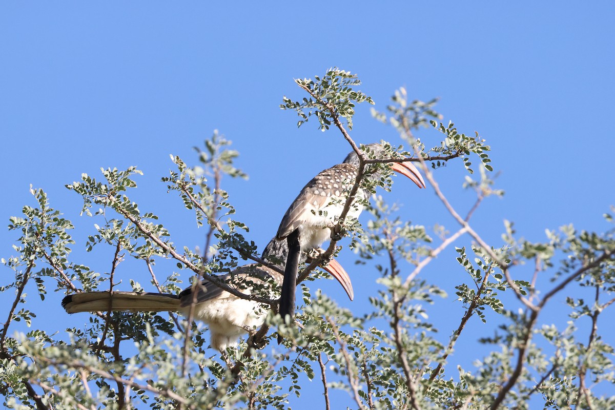 Monteiro's Hornbill - ML643657365
