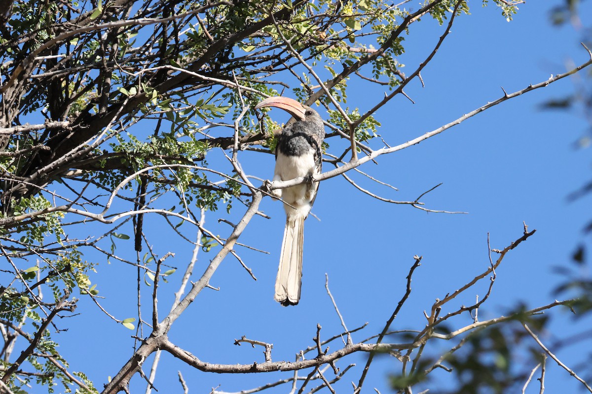 Monteiro's Hornbill - ML643657366