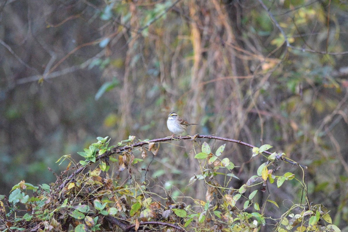 White-throated Sparrow - ML643657386