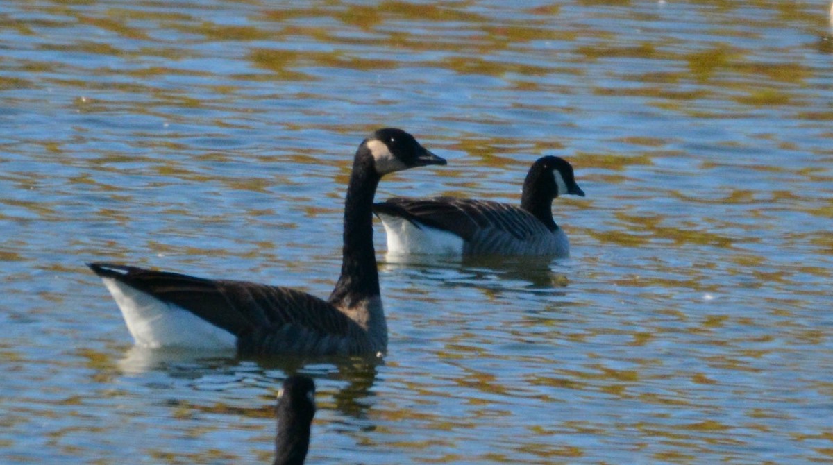 Cackling Goose - ML643657402