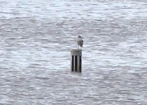 Möwe, unbestimmt - ML643657406