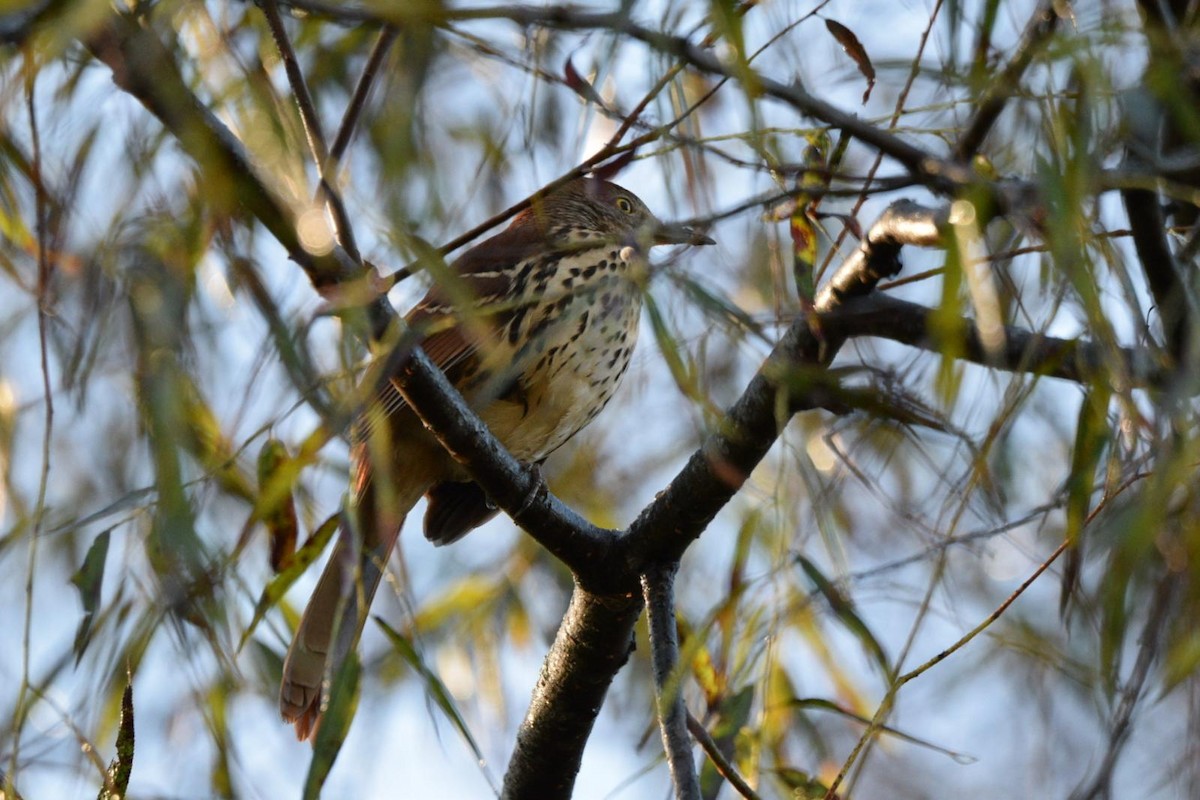 Brown Thrasher - ML643657416