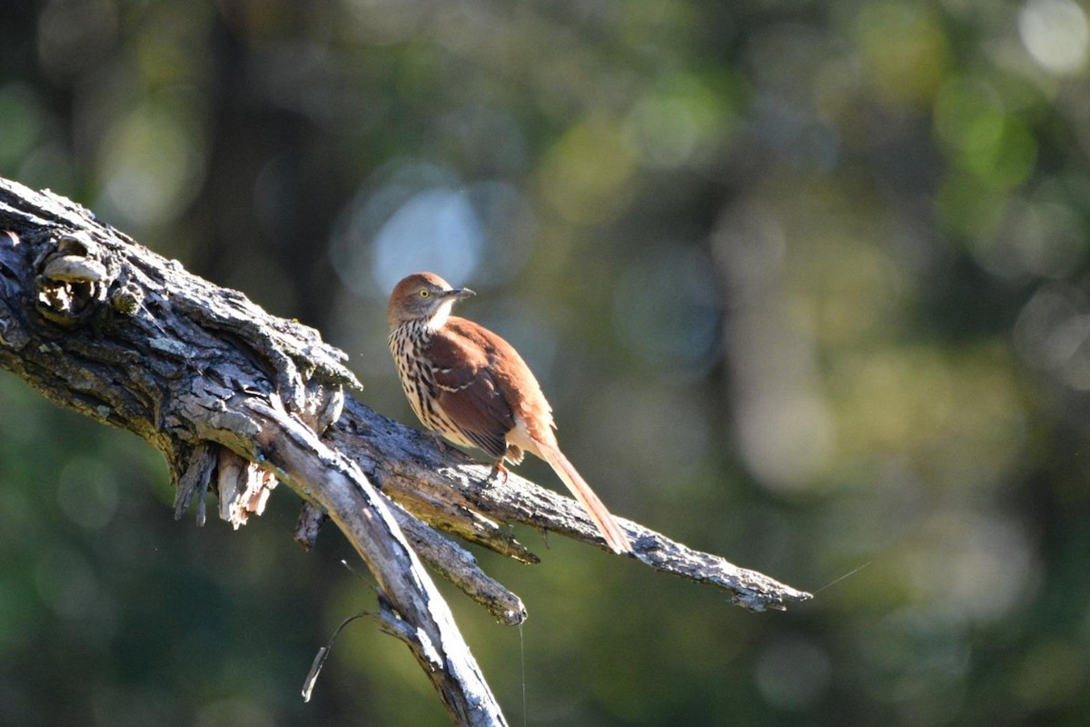 Brown Thrasher - ML643657417
