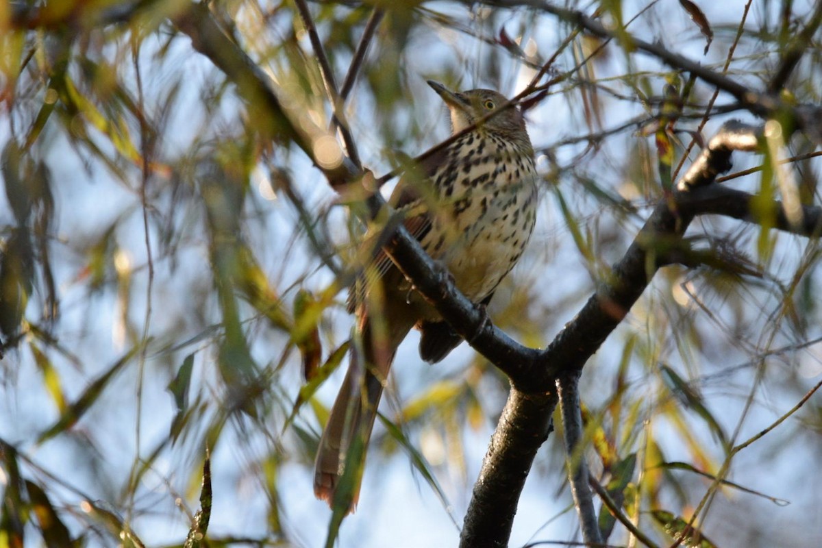 Brown Thrasher - ML643657418