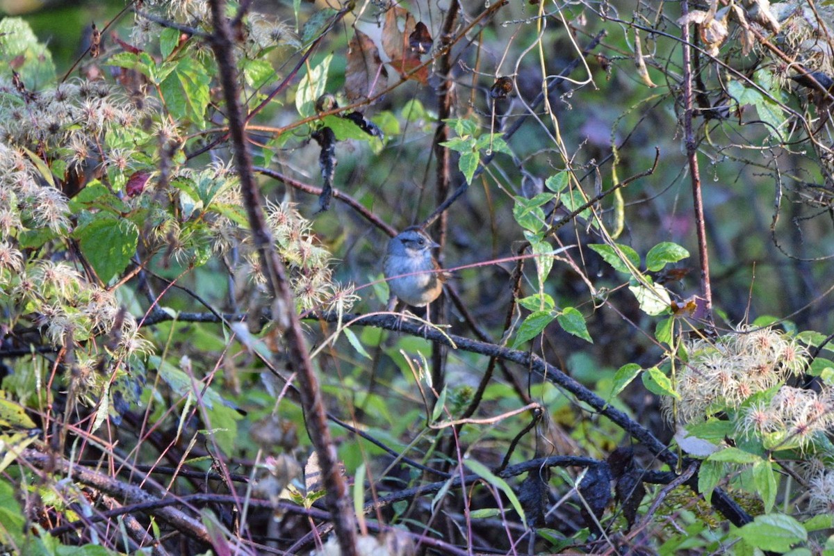 Swamp Sparrow - ML643657430