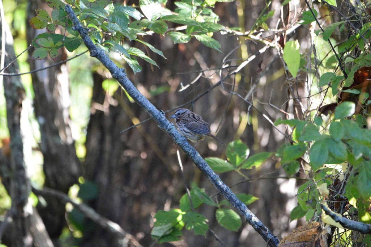 Song Sparrow - ML643657440