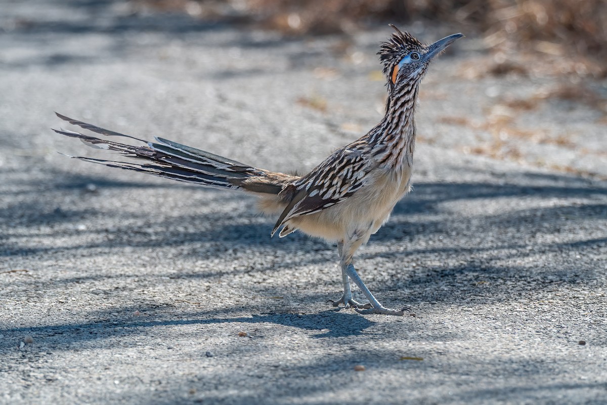 Greater Roadrunner - ML643657460