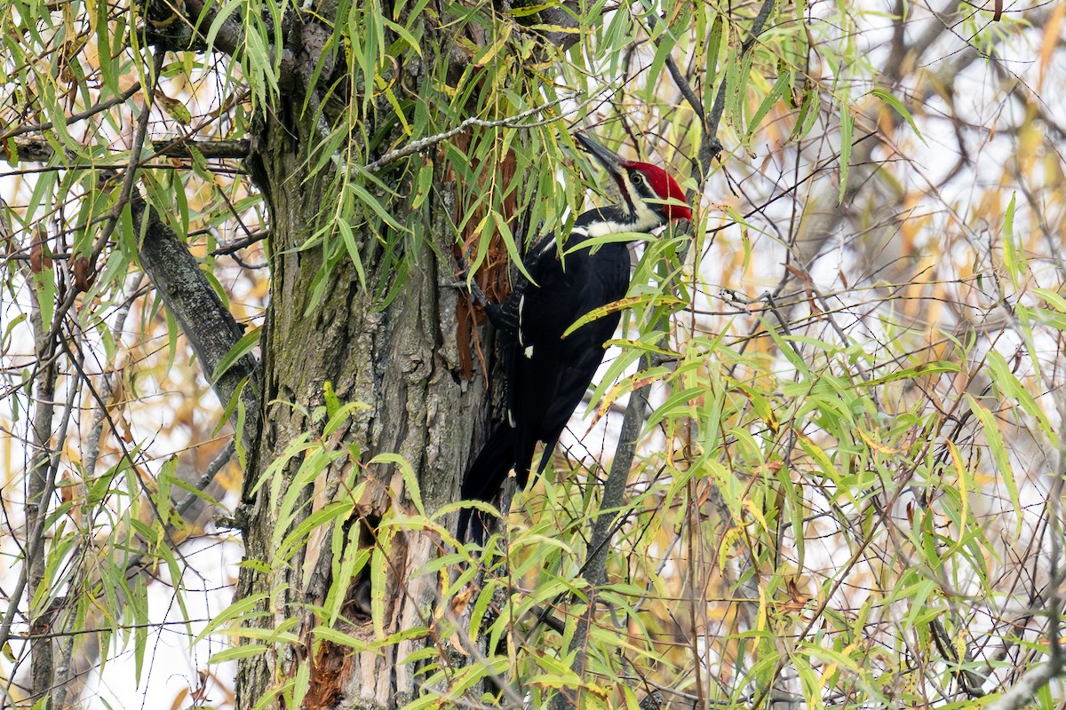 Pileated Woodpecker - ML643657463