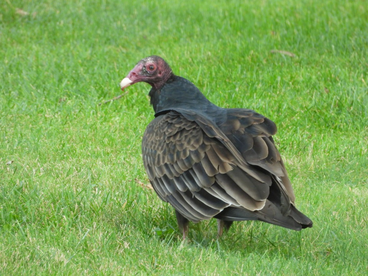 Turkey Vulture - ML643657464