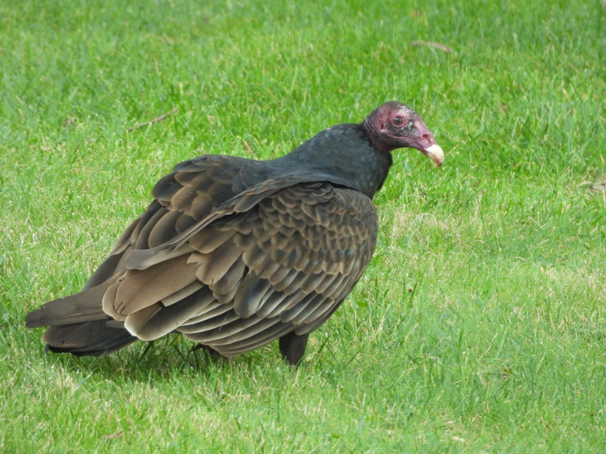 Turkey Vulture - ML643657465