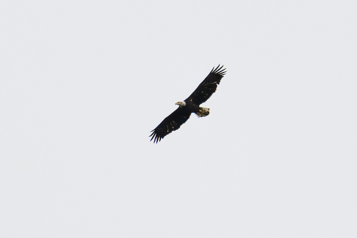 Bald Eagle - ML643657479