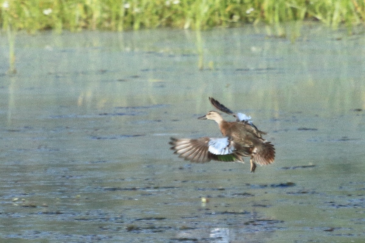 Blue-winged Teal - ML643657491