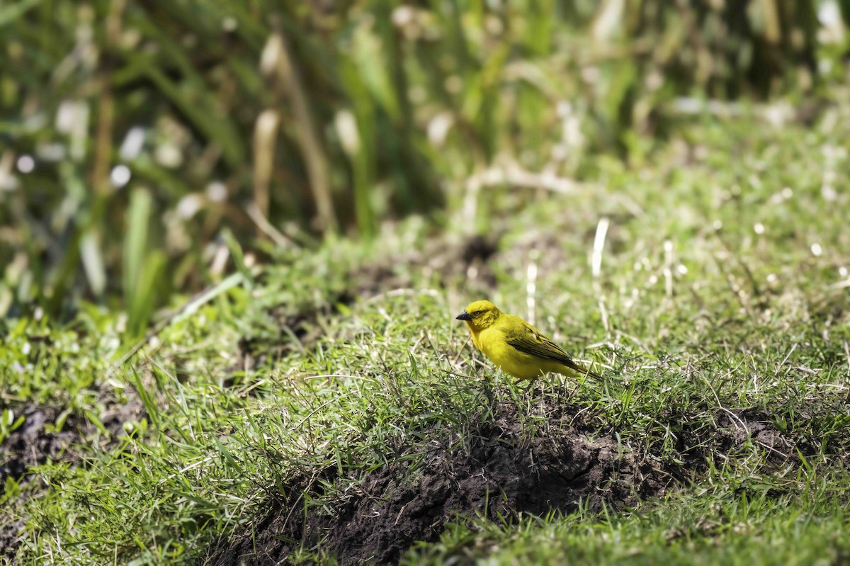 Holub's Golden-Weaver - ML643657494