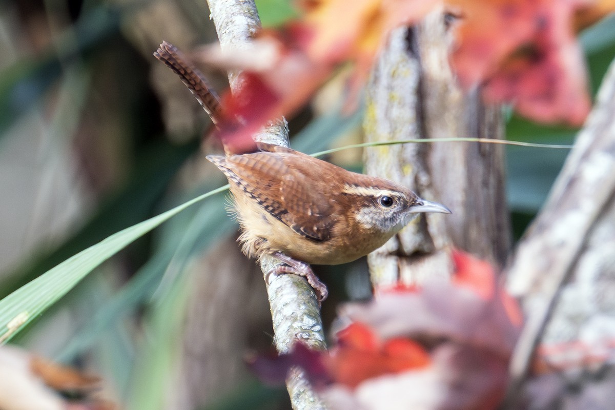Carolina Wren - ML643657495
