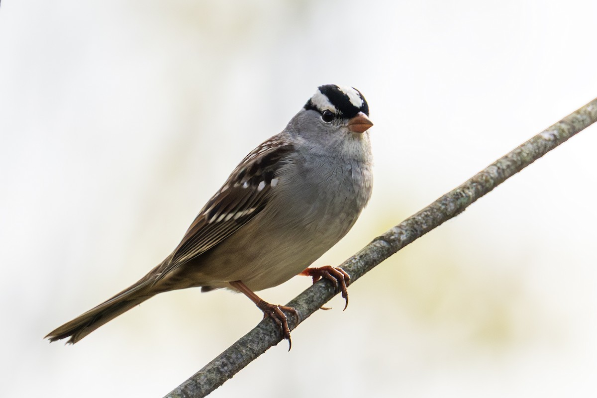 White-crowned Sparrow - ML643657498