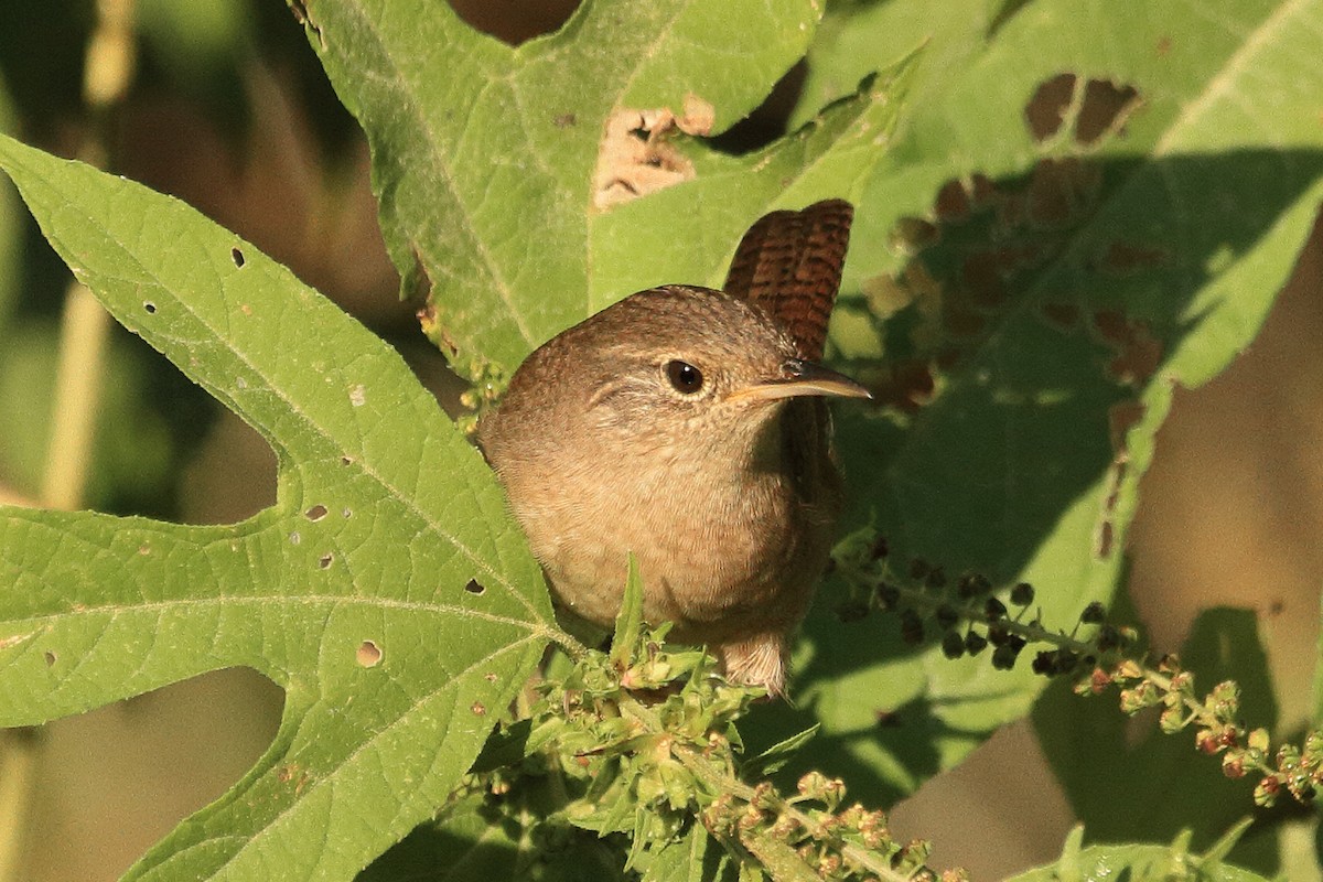 Northern House Wren - ML643657499