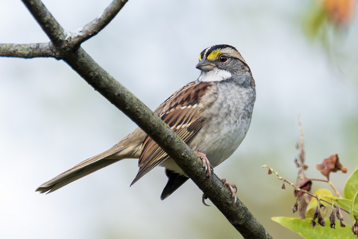 White-throated Sparrow - ML643657502