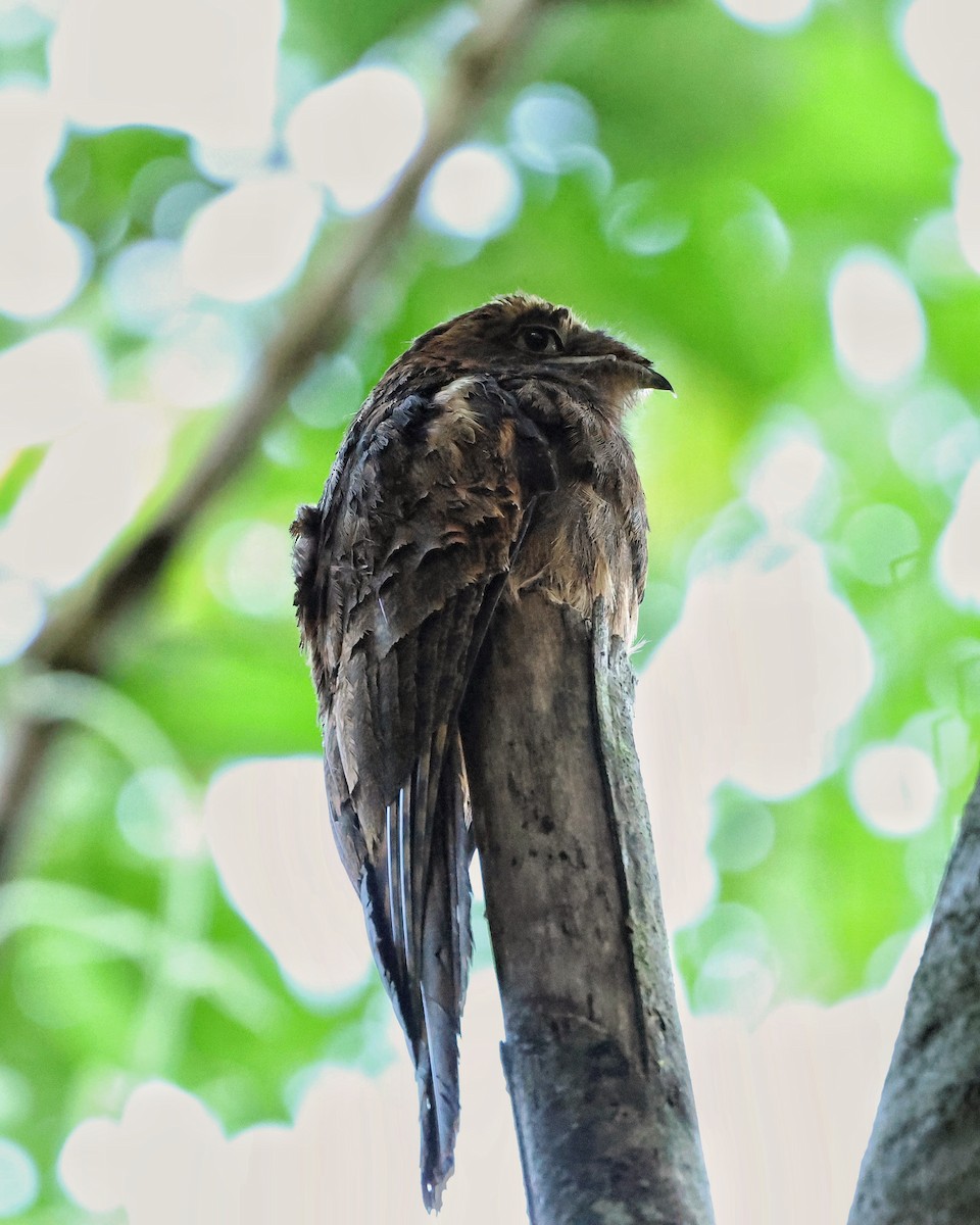 Поту довгохвостий - ML643657507