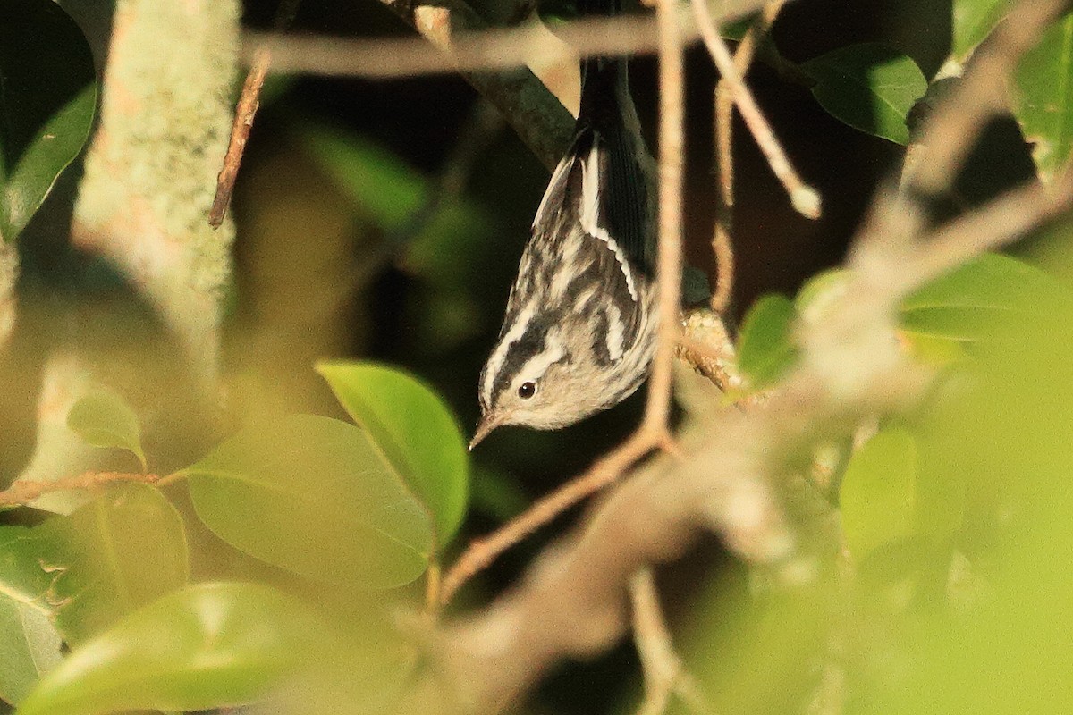 Black-and-white Warbler - ML643657511