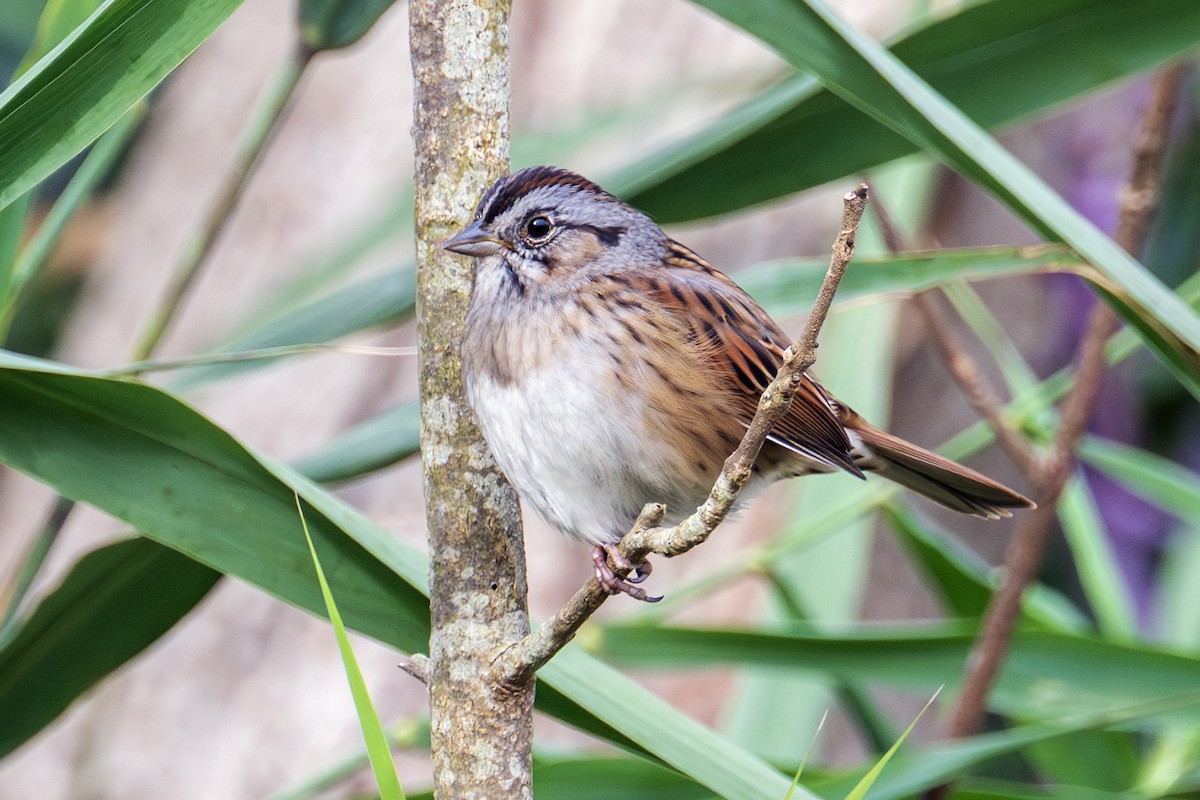Swamp Sparrow - ML643657513