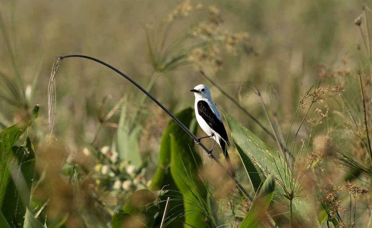 Black-and-white Monjita - ML643657517