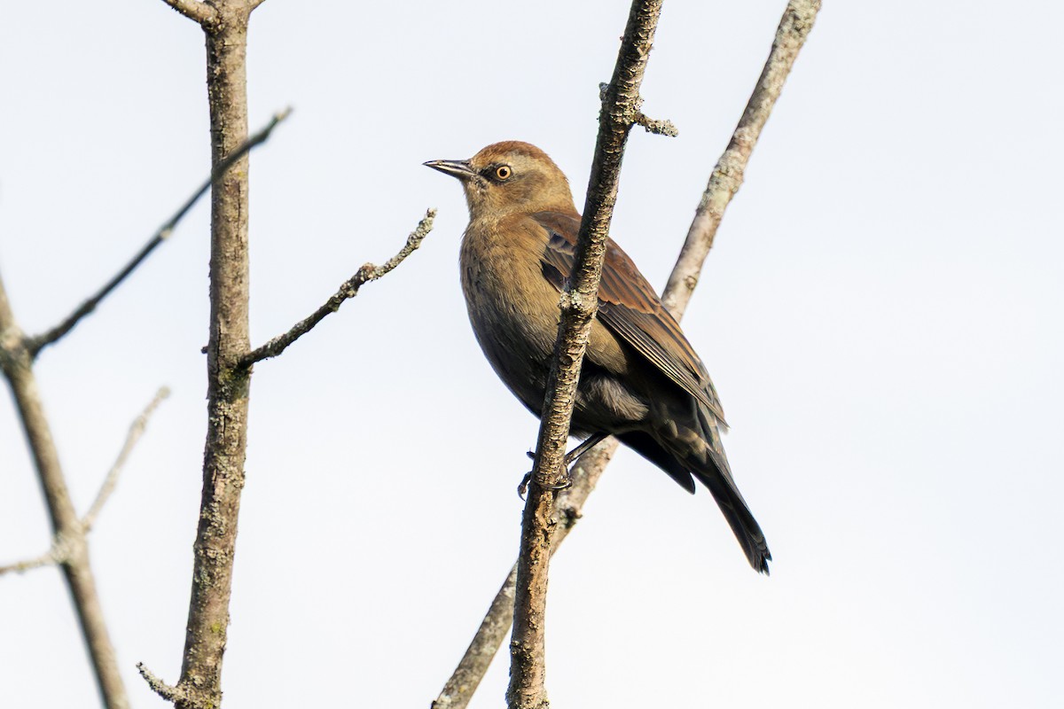 Rusty Blackbird - ML643657521