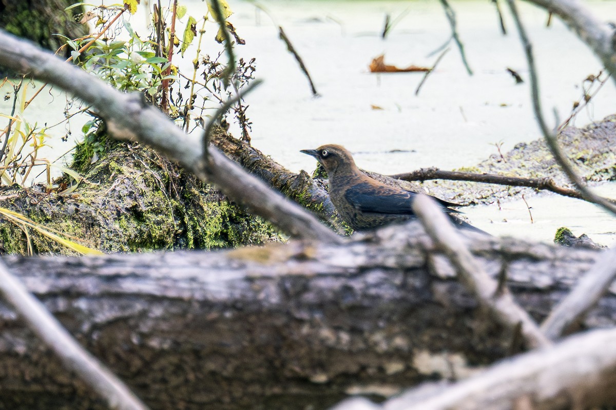 Rusty Blackbird - ML643657522