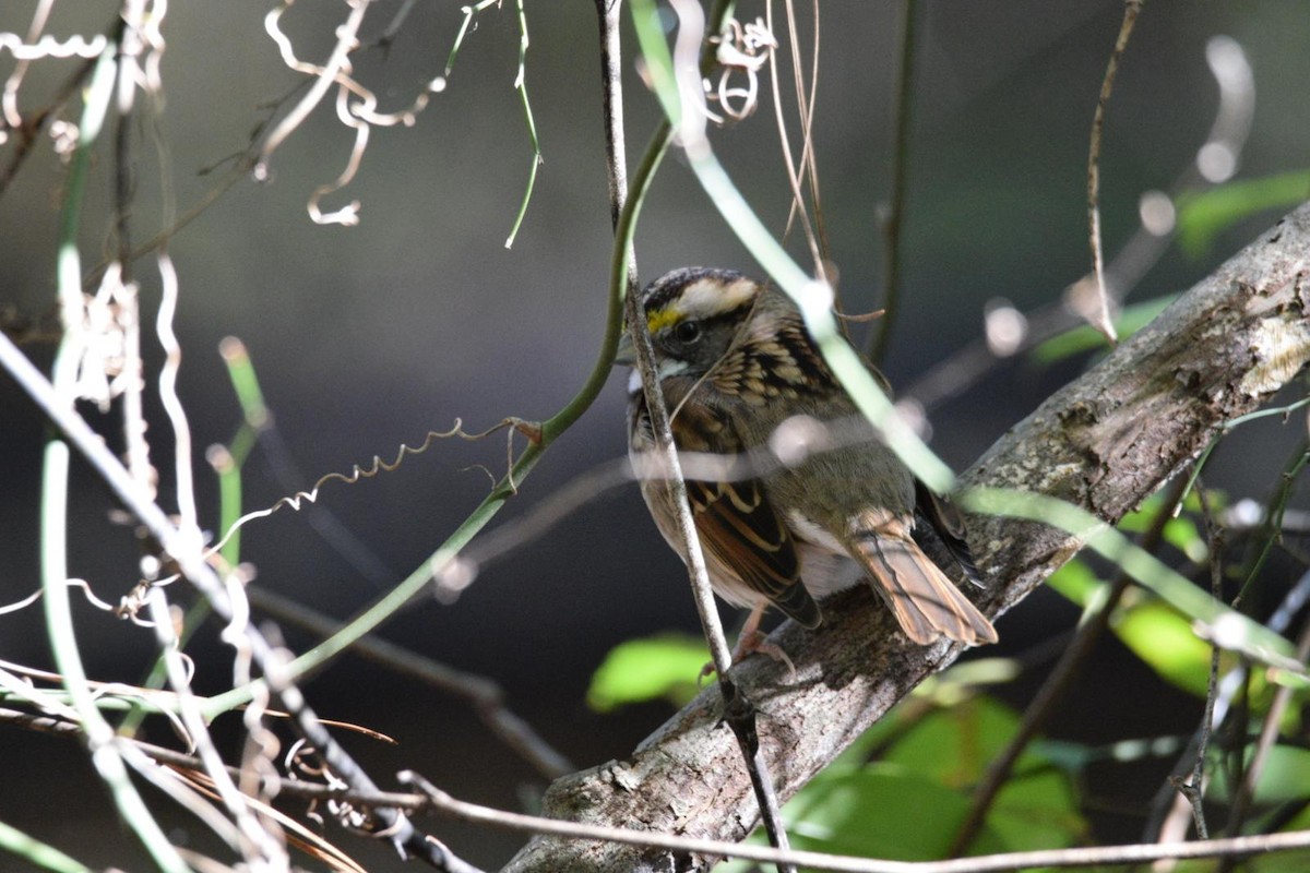 White-throated Sparrow - ML643657524