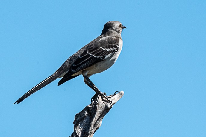 Northern Mockingbird - ML643657543
