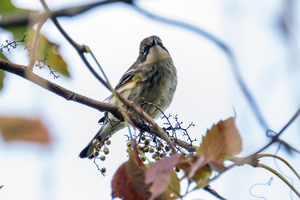Yellow-rumped Warbler - ML643657544