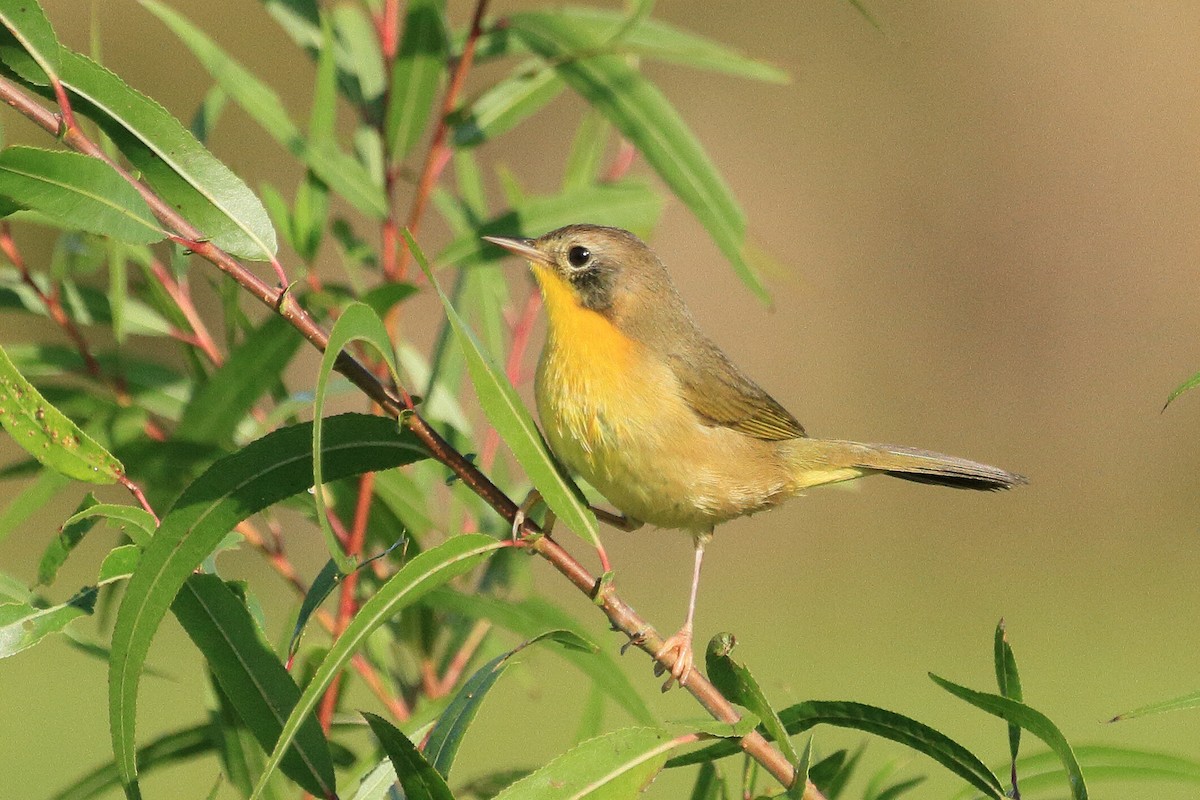 Common Yellowthroat - ML643657545