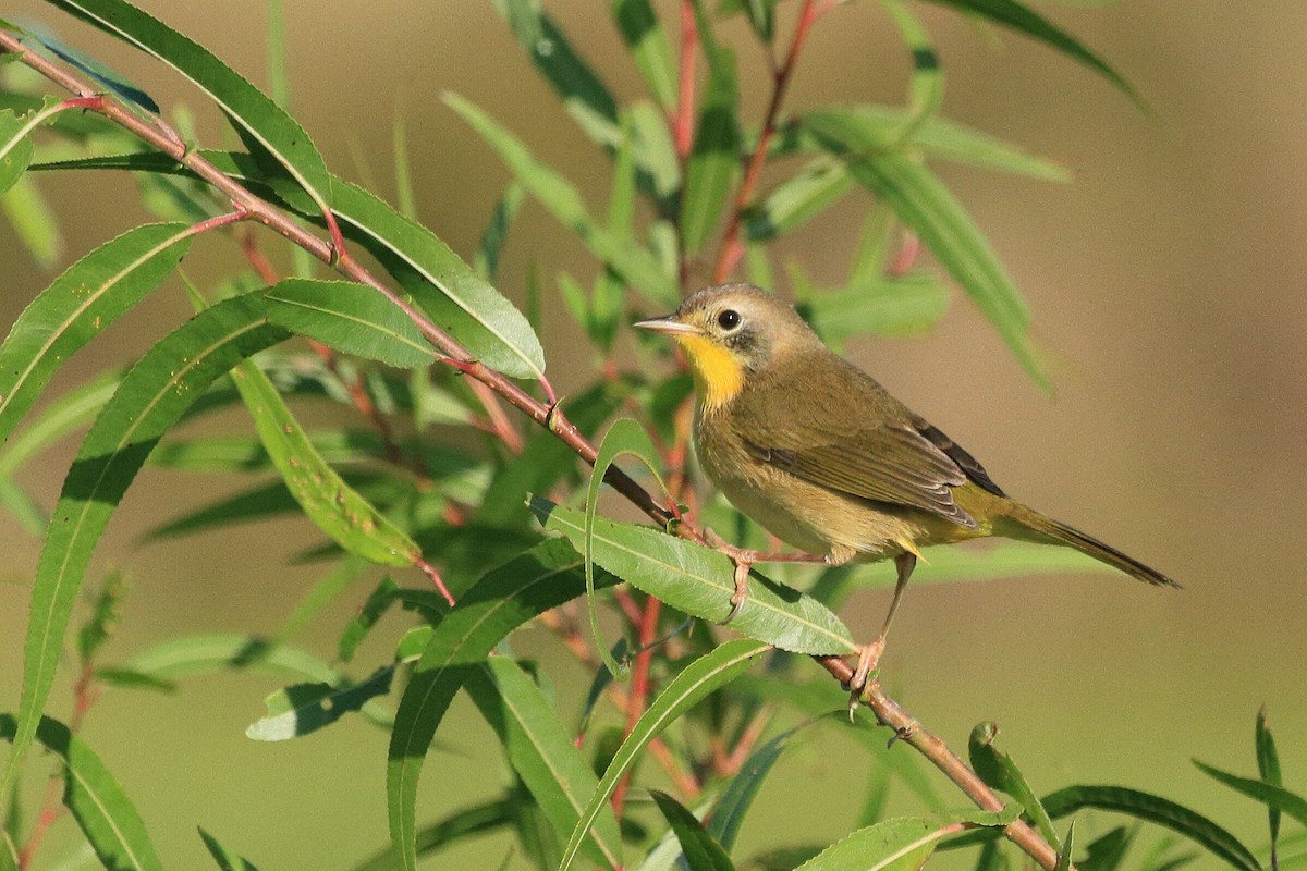 Common Yellowthroat - ML643657546
