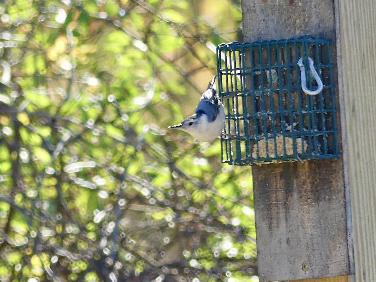 White-breasted Nuthatch - ML643657547