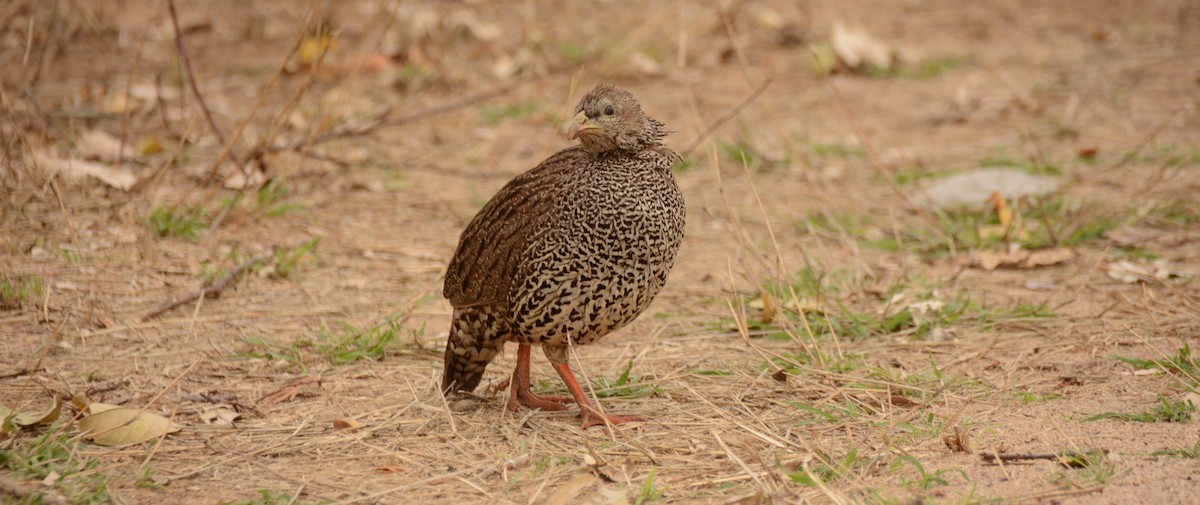 Natal Spurfowl - ML643657548