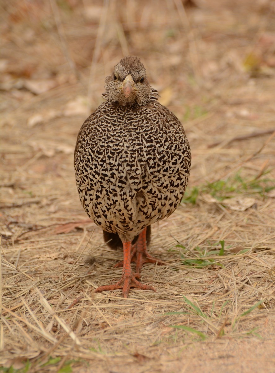 Natal Spurfowl - ML643657549