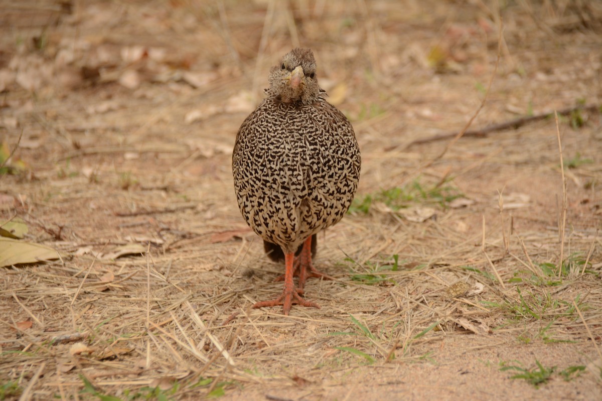 Natal Spurfowl - ML643657550
