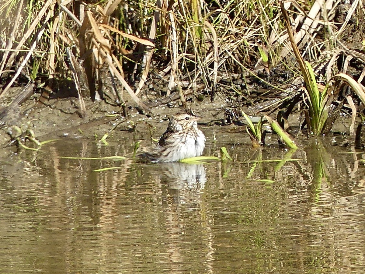 Savannah Sparrow - ML643657554