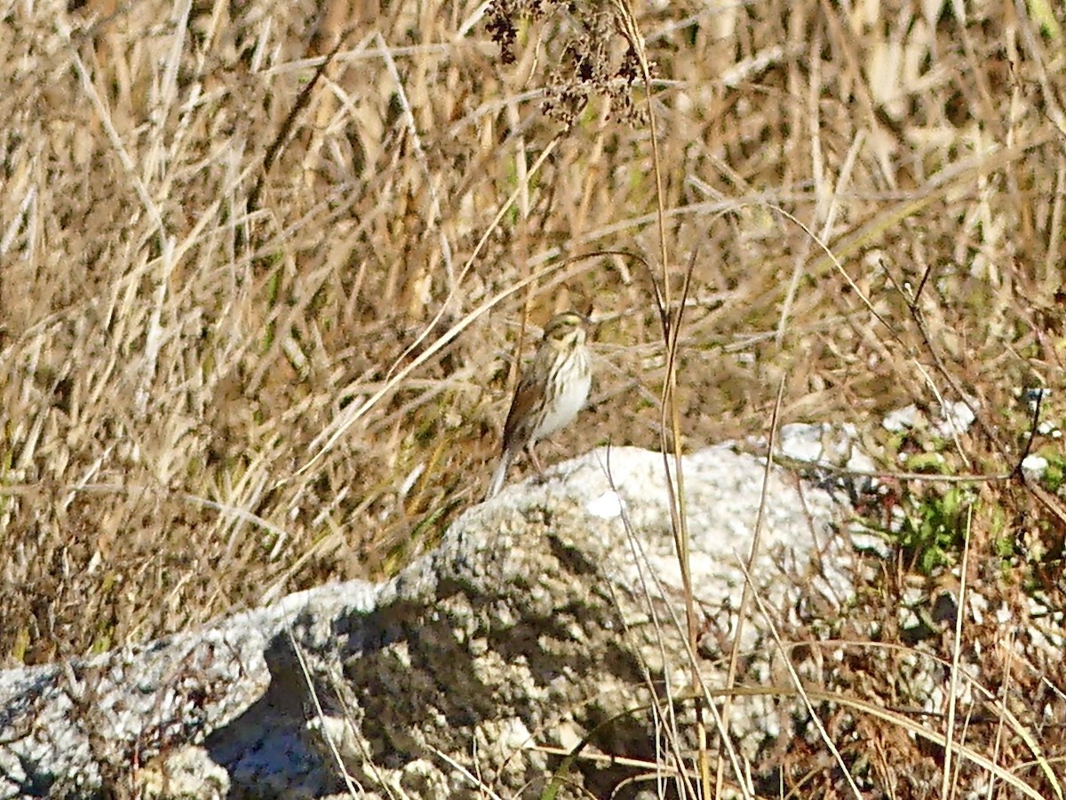 Savannah Sparrow - ML643657556